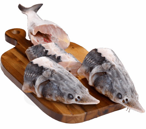 Đầu cá tầm Beluga