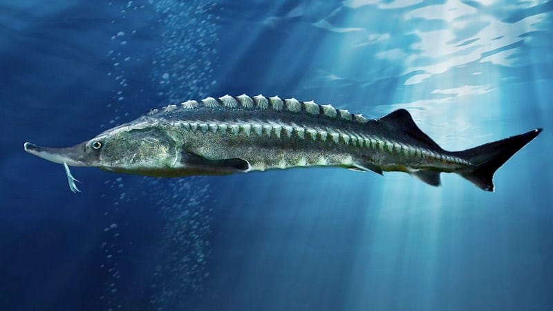 Cá tầm Beluga